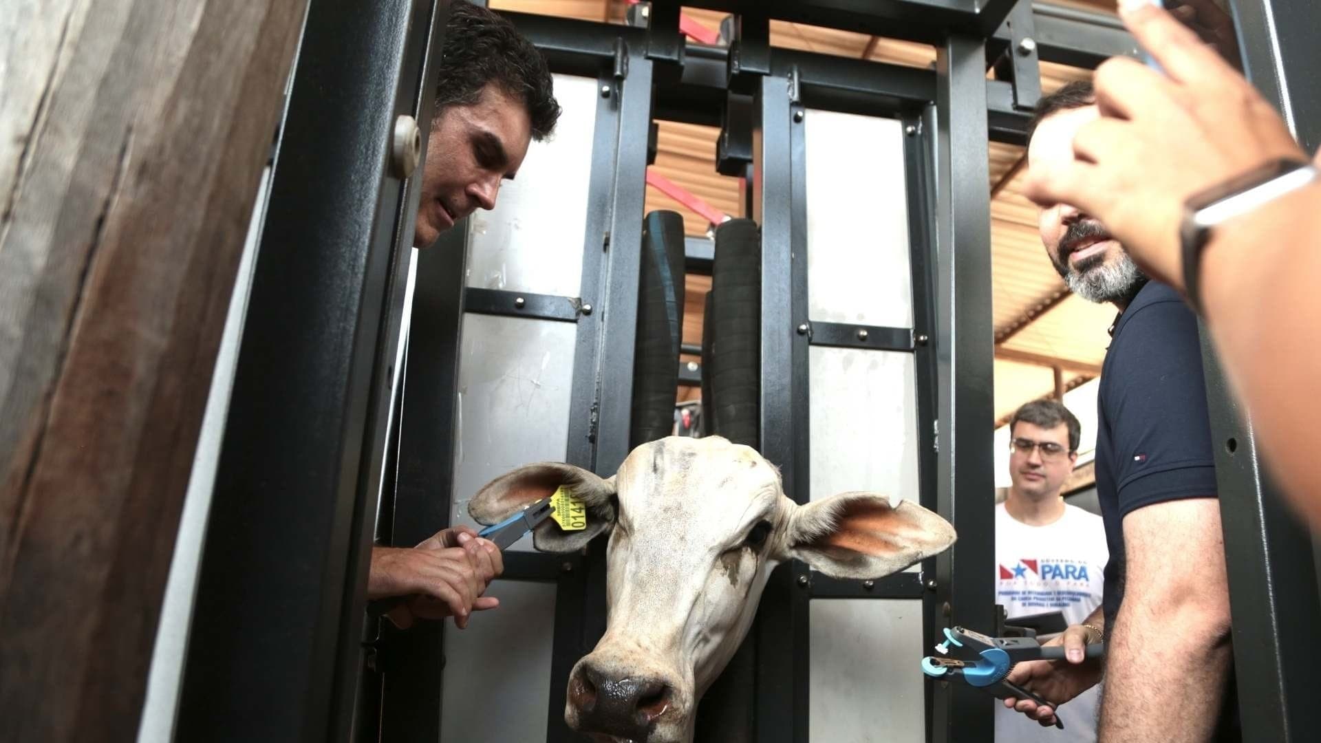 Governador do Pará aplica brinco em bovino