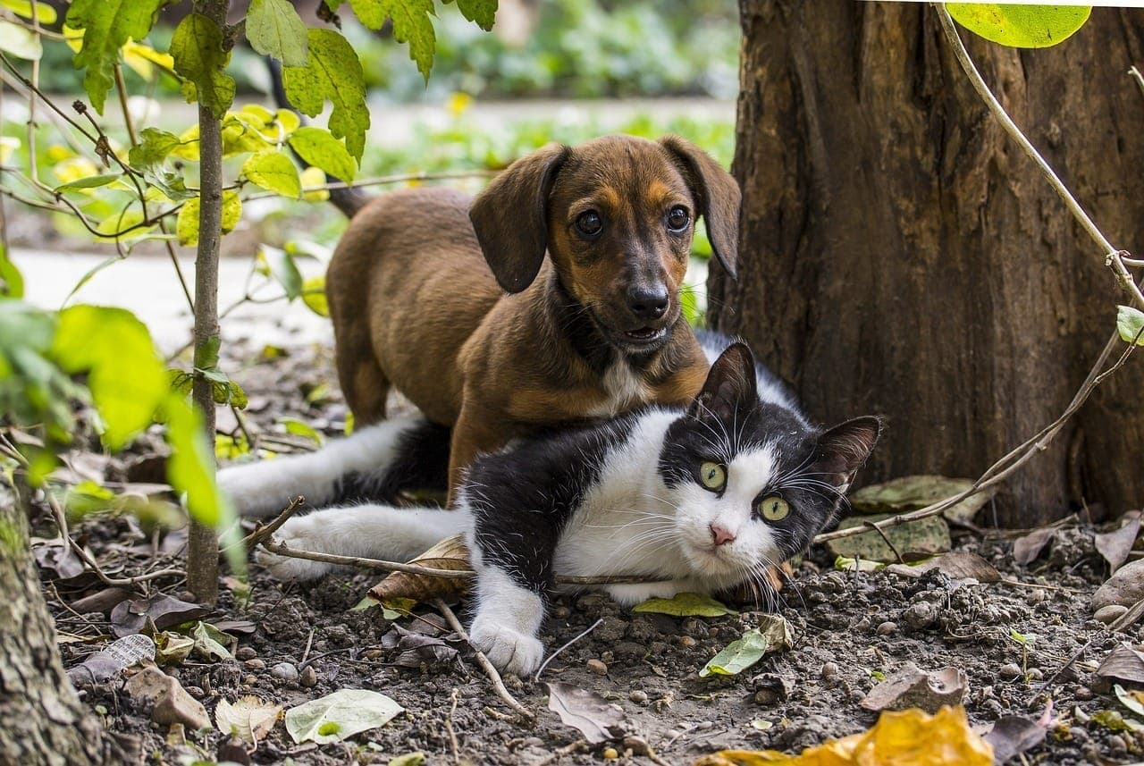 cão gato