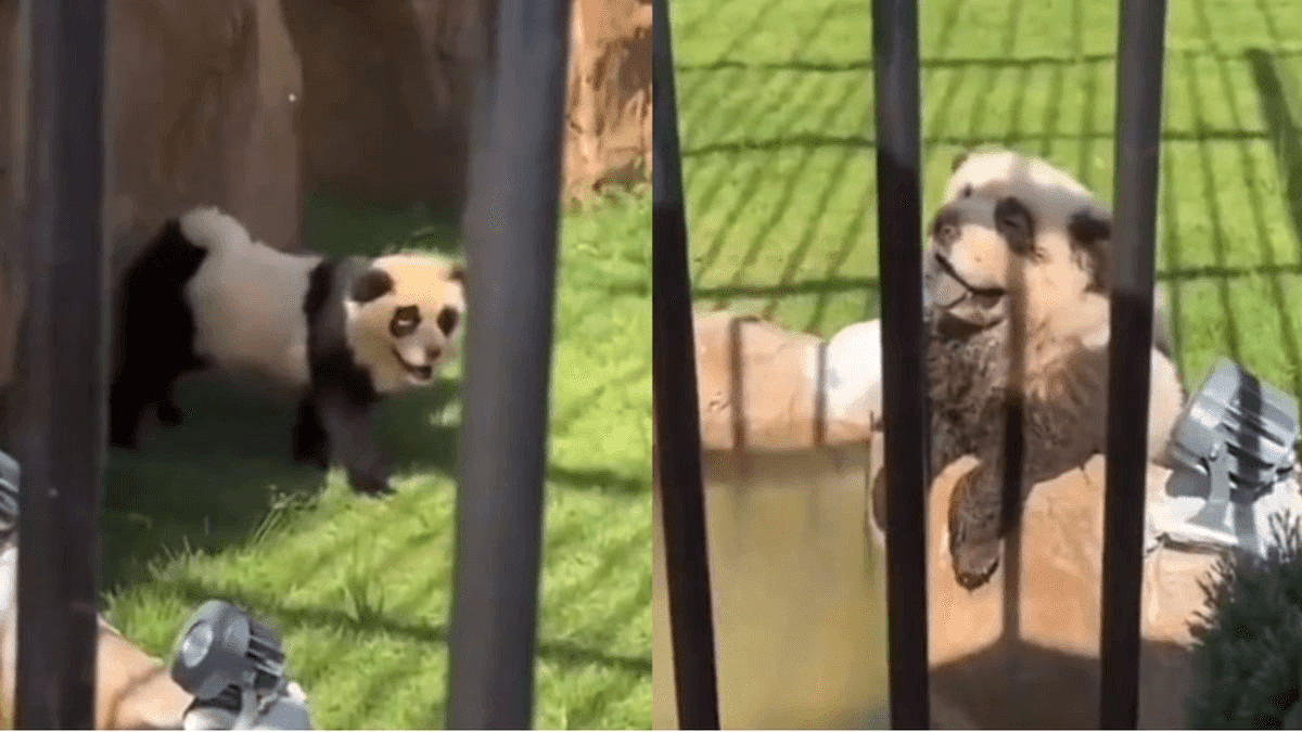 Cachorro-panda
