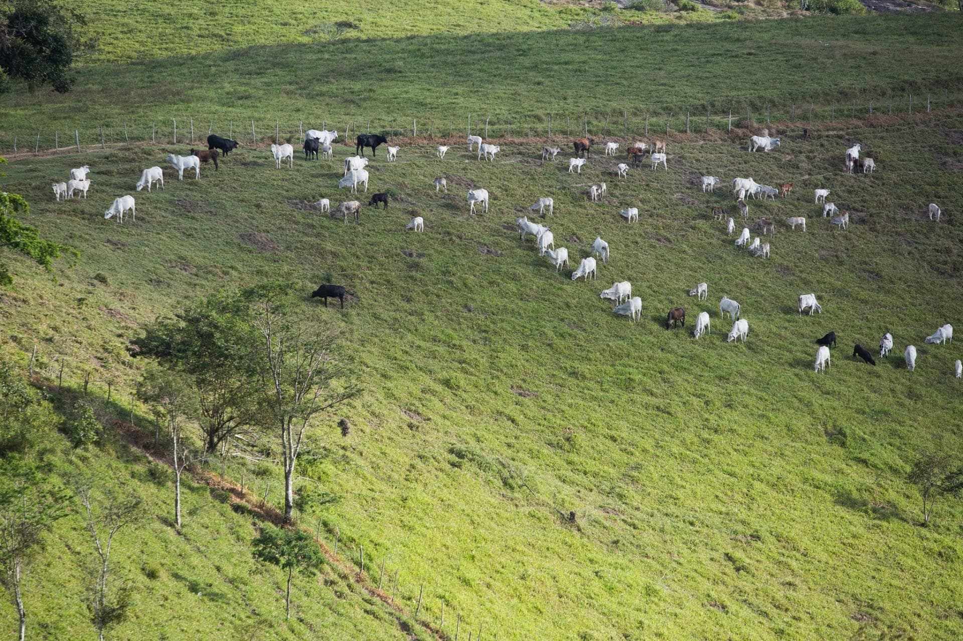 Rebanho bovino em pastagem extensiva