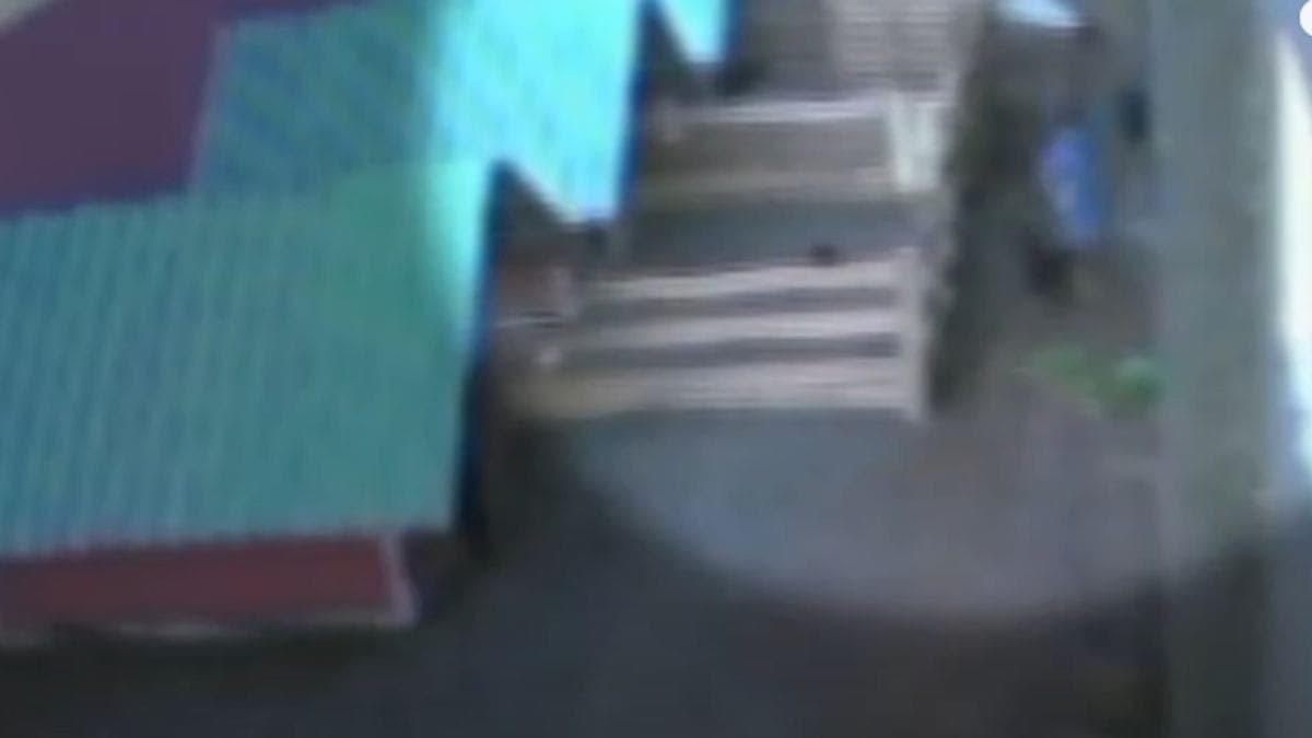 Criança matou 23 animais