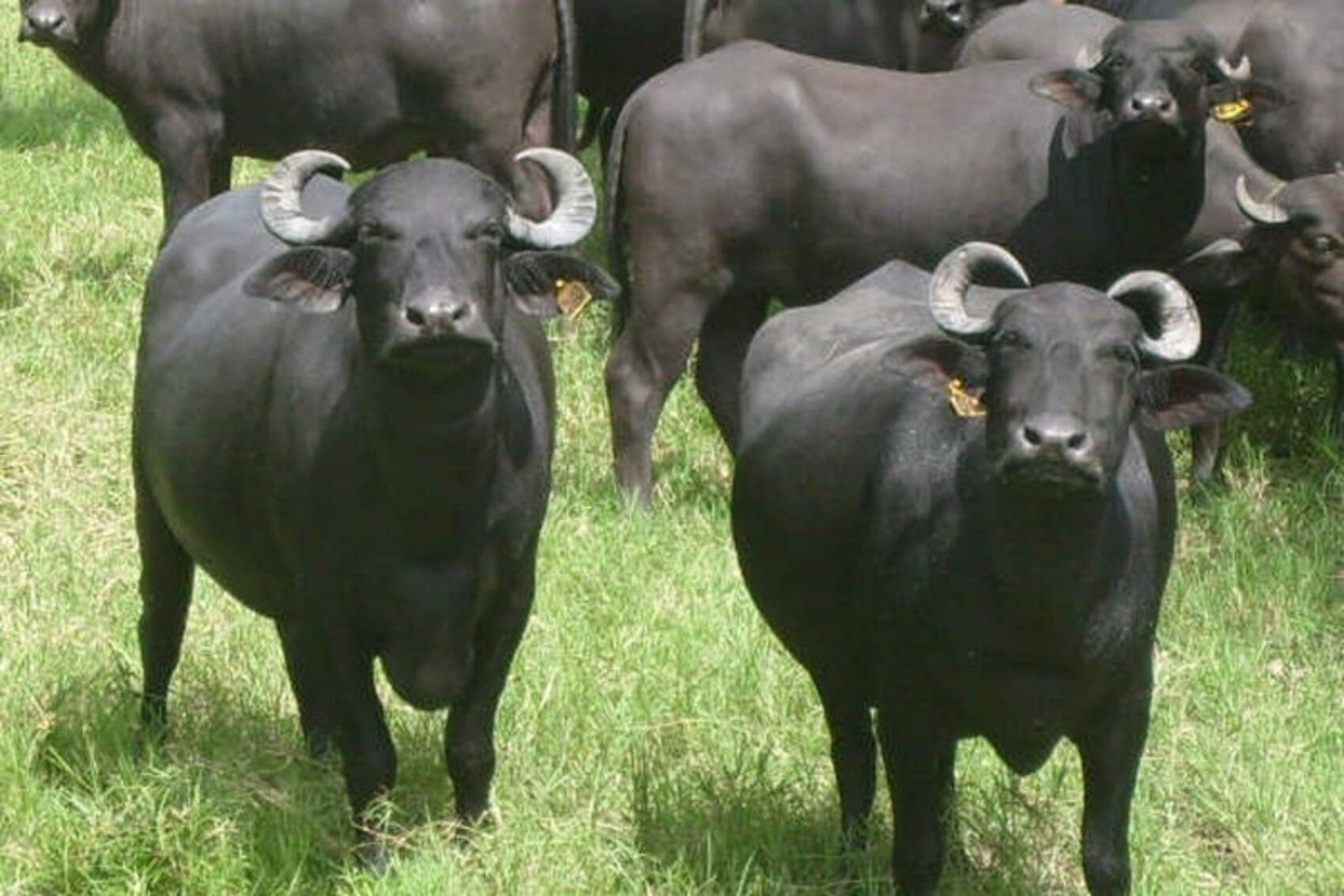 Foco de febre aftosa na Alemanha começou em rebanho bubalino