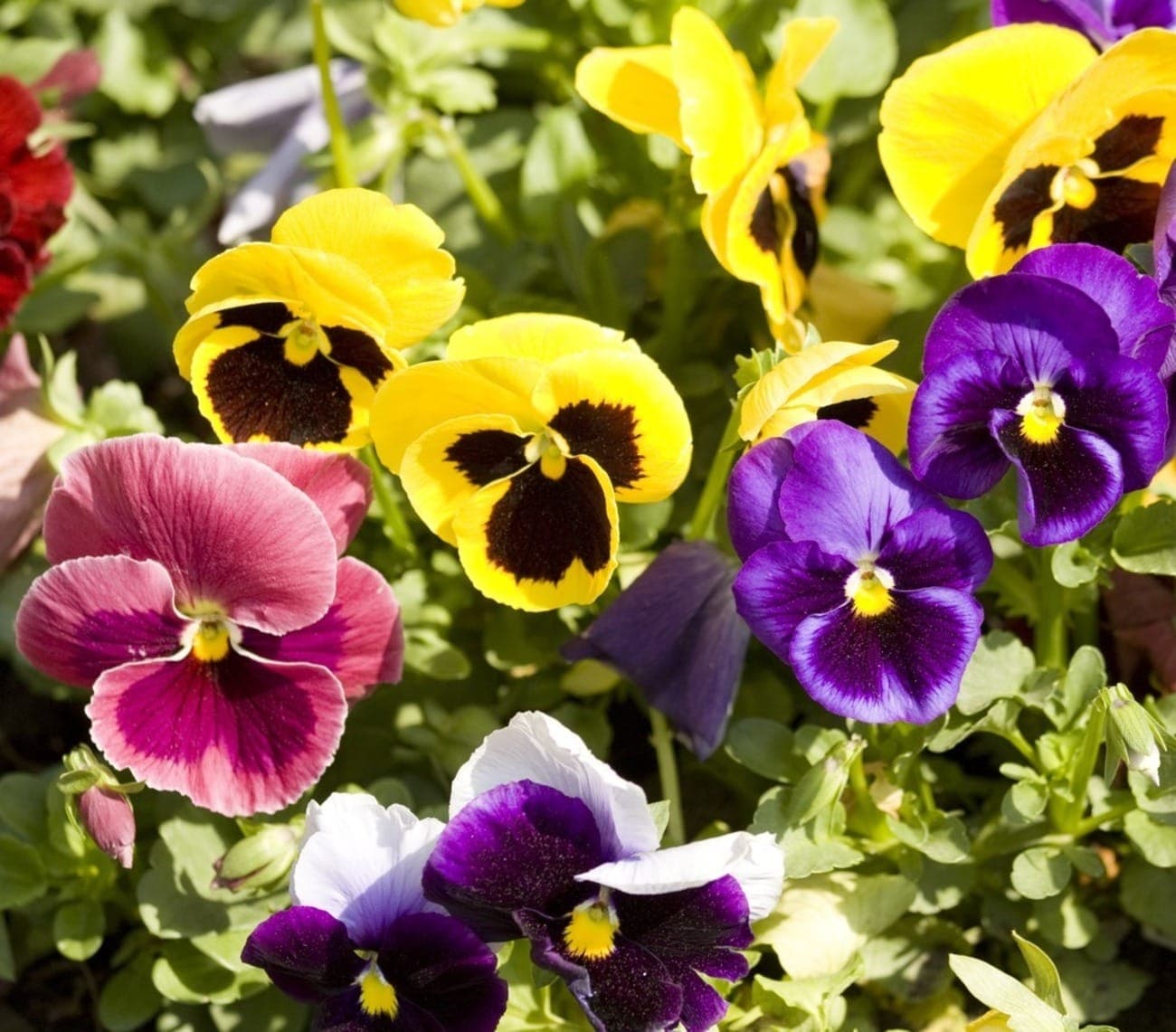 Flores comestíveis, como cultivar?