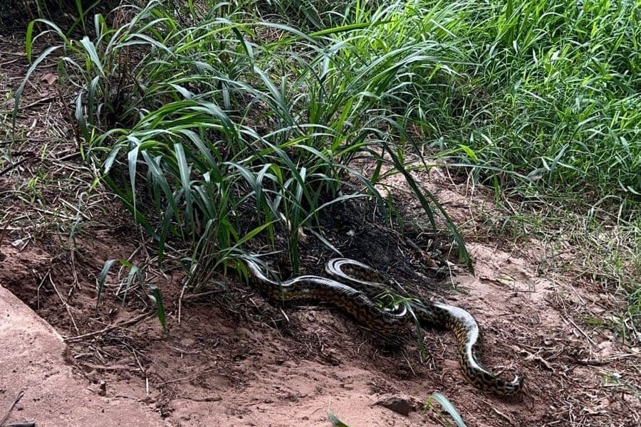 Sucuri de 1,6 m é devolvida à natureza