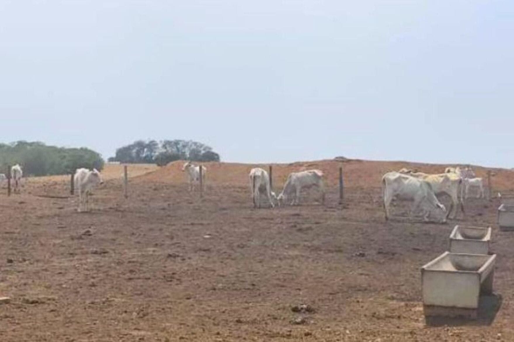 Animais não recebiam alimentação adequada