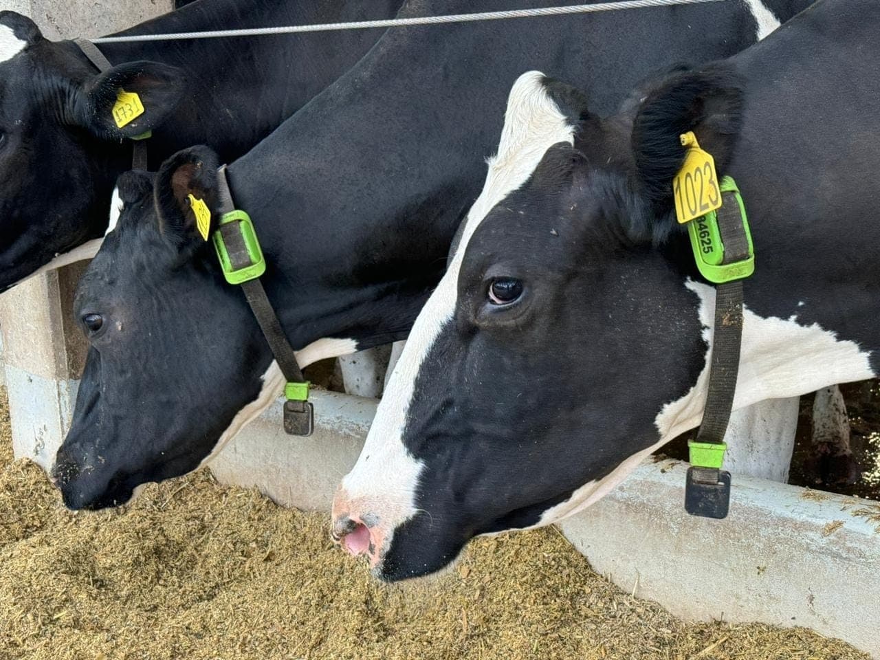 Valda é a primeira vaca tokenizada do Brasil