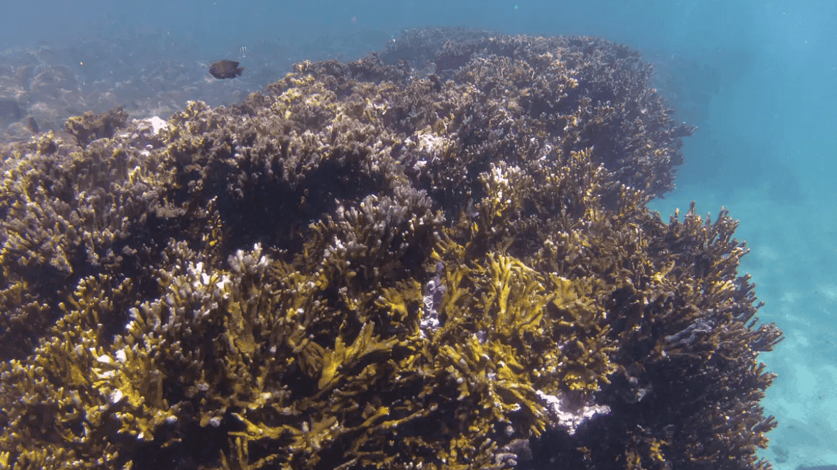 Coral