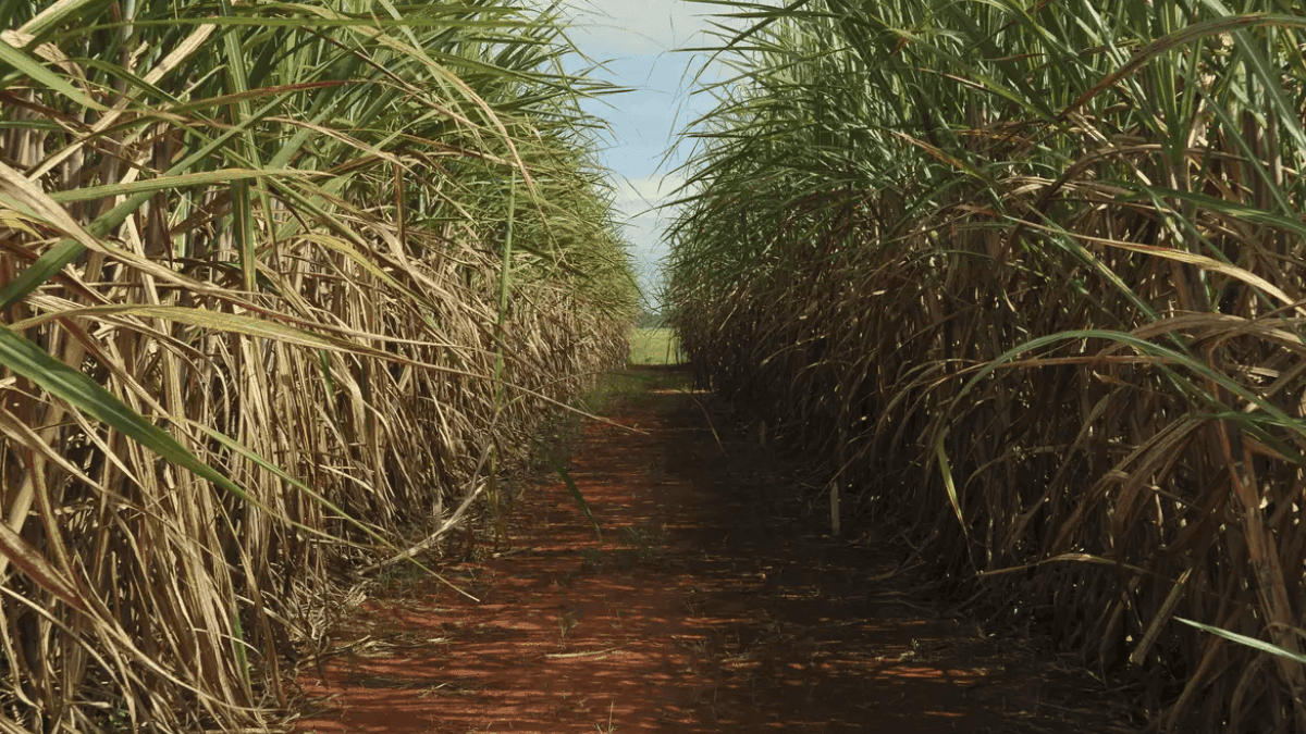 Produção de cana-de-açúcar