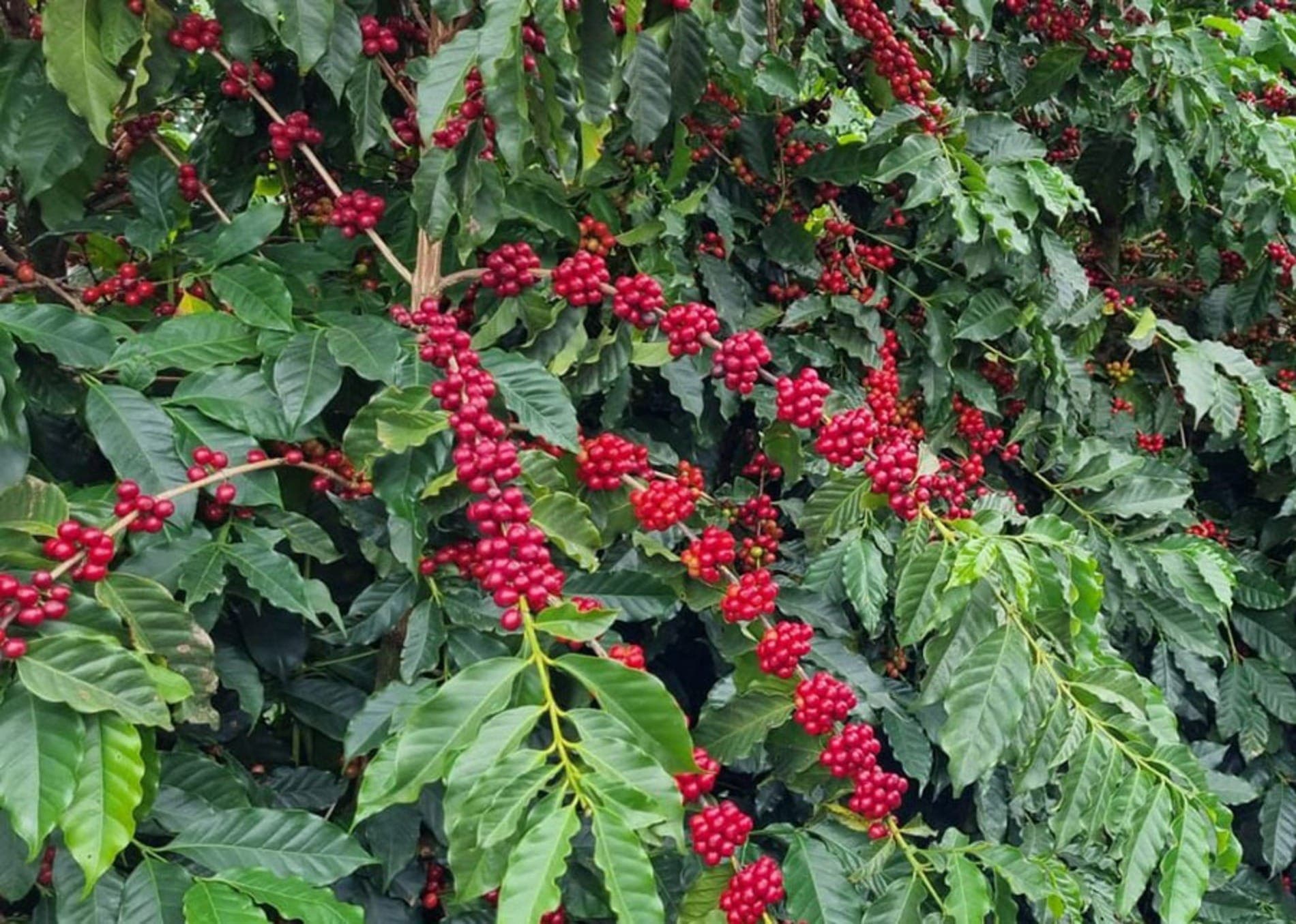 Planta de café de variedade arábica