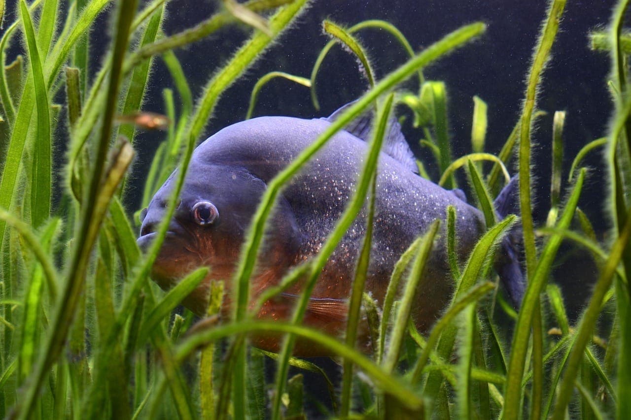 Ataque de piranhas aconteceu em represa