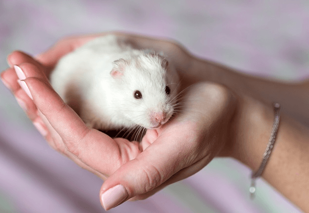 Segundo Manu Karsten, veterinária e colunista da rádio BandNews FM, o hamster deve, por exemplo, viver sozinho; saiba mais: