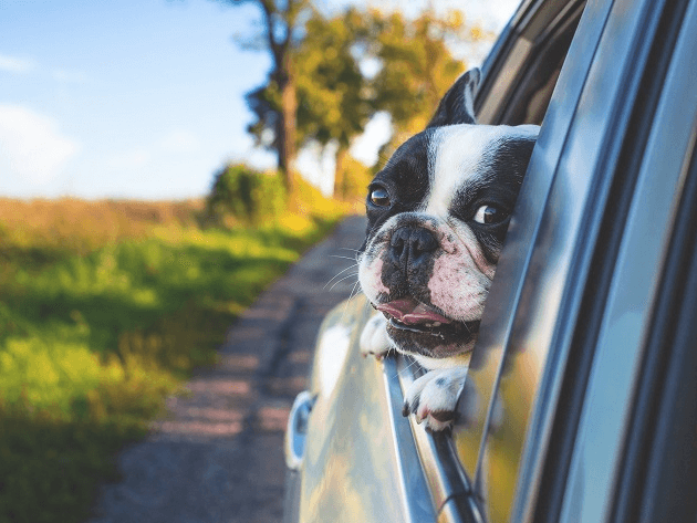 Cachorros podem ficar enjoados no carro