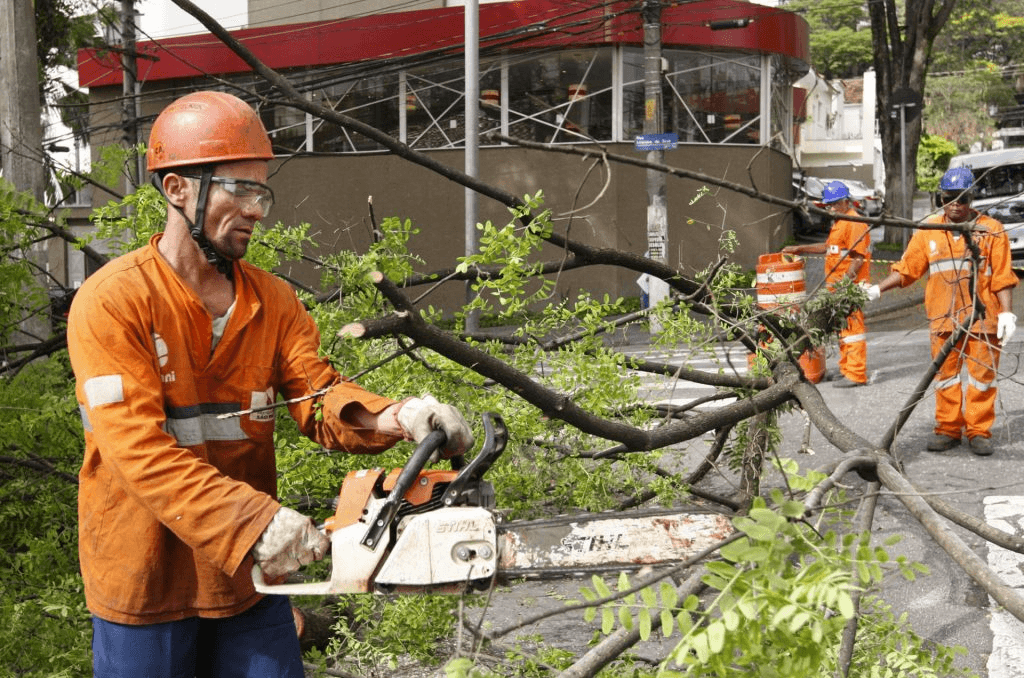 Poda de árvore em SP deve mudar