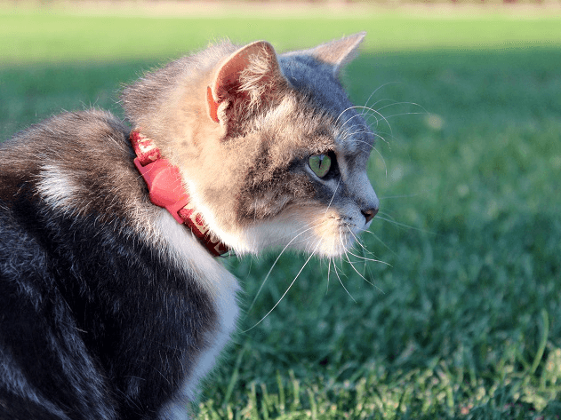 Como evitar que o gato saia para caçar ratos? Veterinária responde