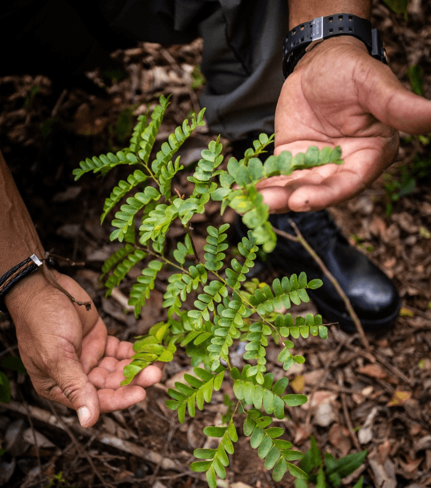 Inea encontra espécies de pau-brasil que podem ser de regeneração natural