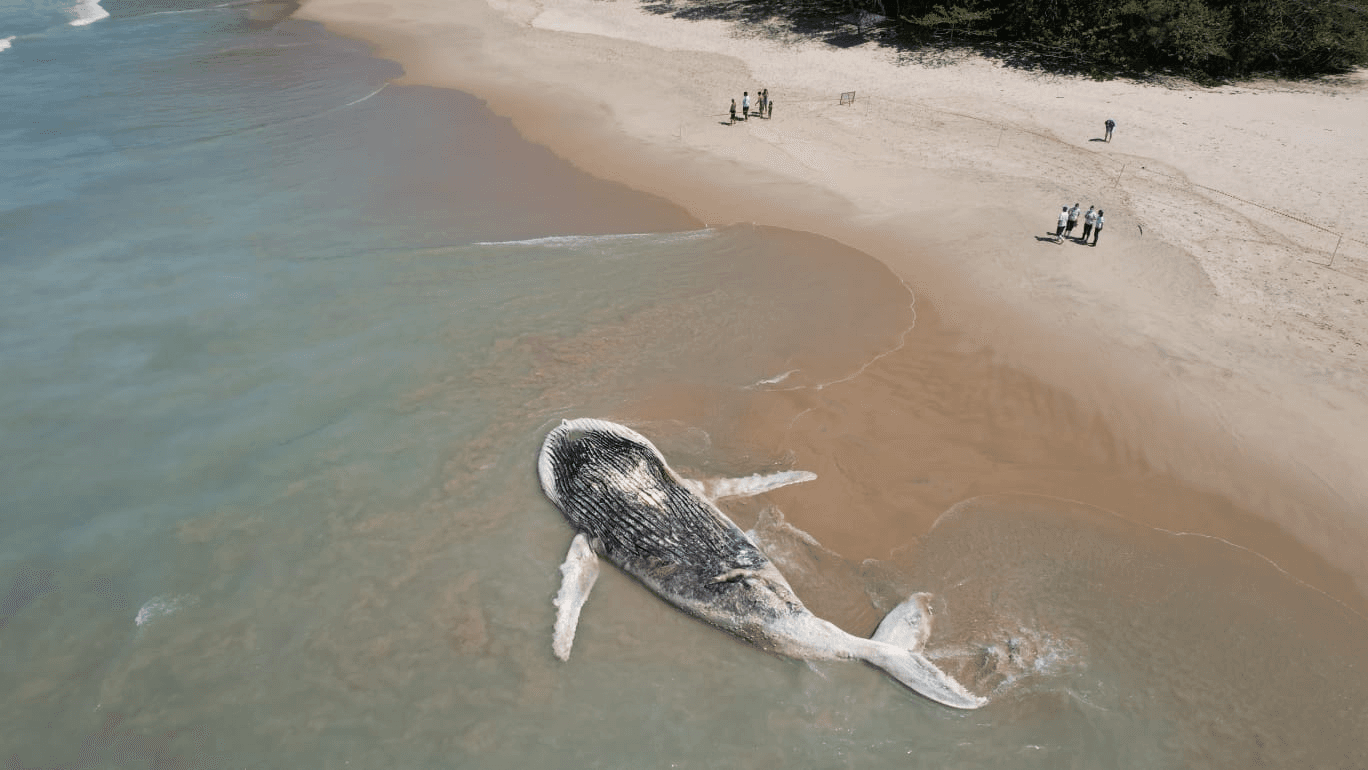 Animal foi localizado neste sábado na Praia do Félix