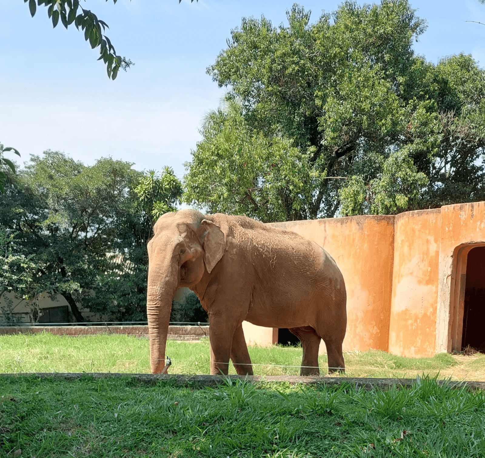 Sandro está no zoo de Sorocaba há 40 anos