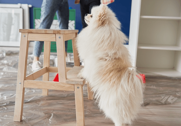 Cachorro não quer subir escada? Isso pode ser sinal de problema na coluna; entenda com Manu Karsten