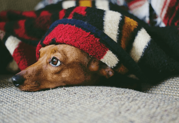Cachorro sente frio? 3 sinais de que ele pode estar desconfortável com a temperatura