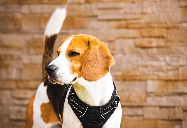 Por que meu cachorro raspa a parede? Manu Karsten responde