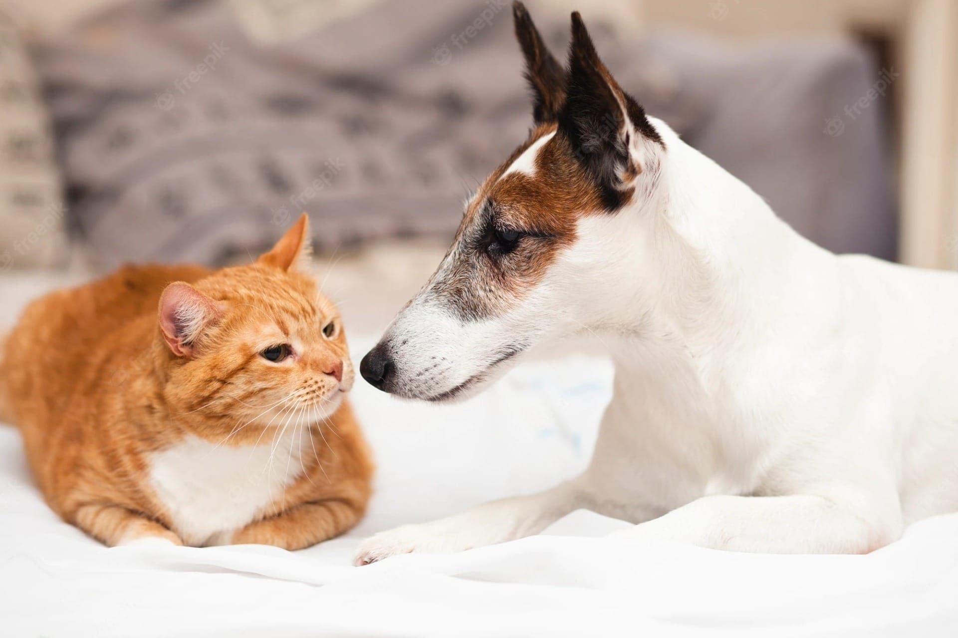 Dia 27 de outubro é celebrado como o Dia de Finados para Animais