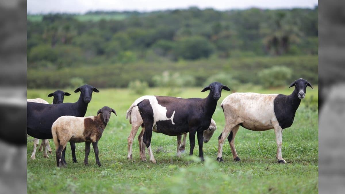 Consumo de carne de ovinos ainda é tímido no Brasil, apontam estatísticas