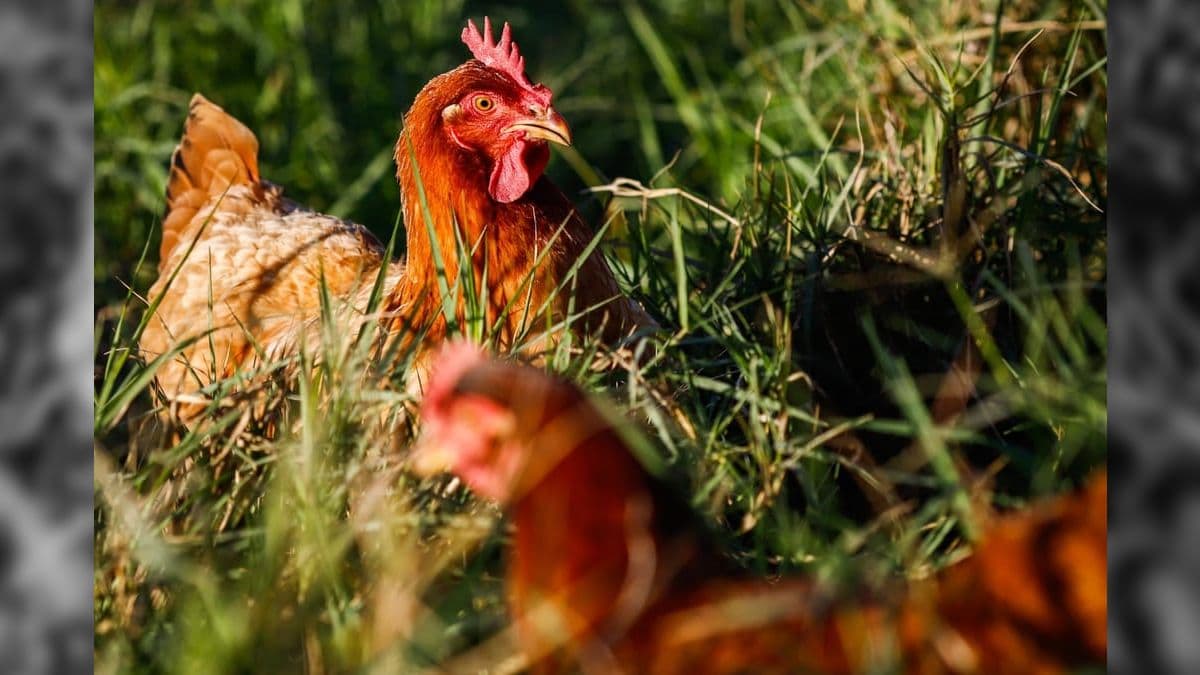 Gripe aviária foi confirmada em Cuiabá, capital de Mato Grosso