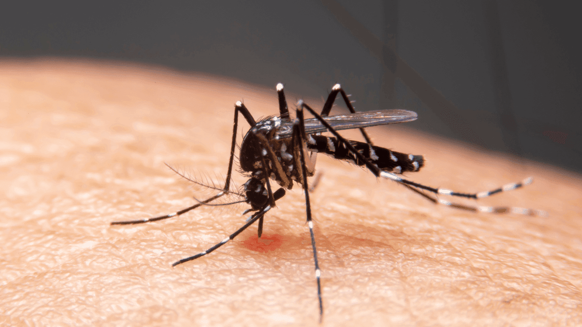 Dengue, Zica e Chikungunya