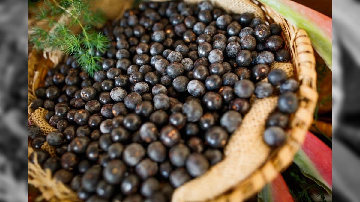Comércio de açaí foi liberado na área de eventos da COP 30