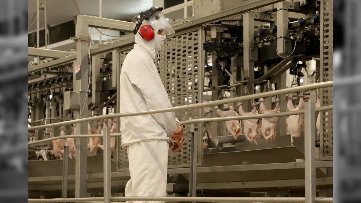 Em 2025, devido à gripe aviária, exportações caíram 1,1% até agora