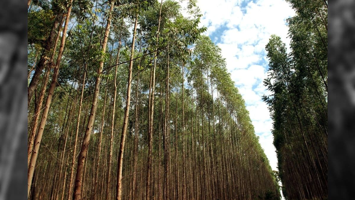 Florestas plantadas no Brasil representam enorme potencial de geração de carbono