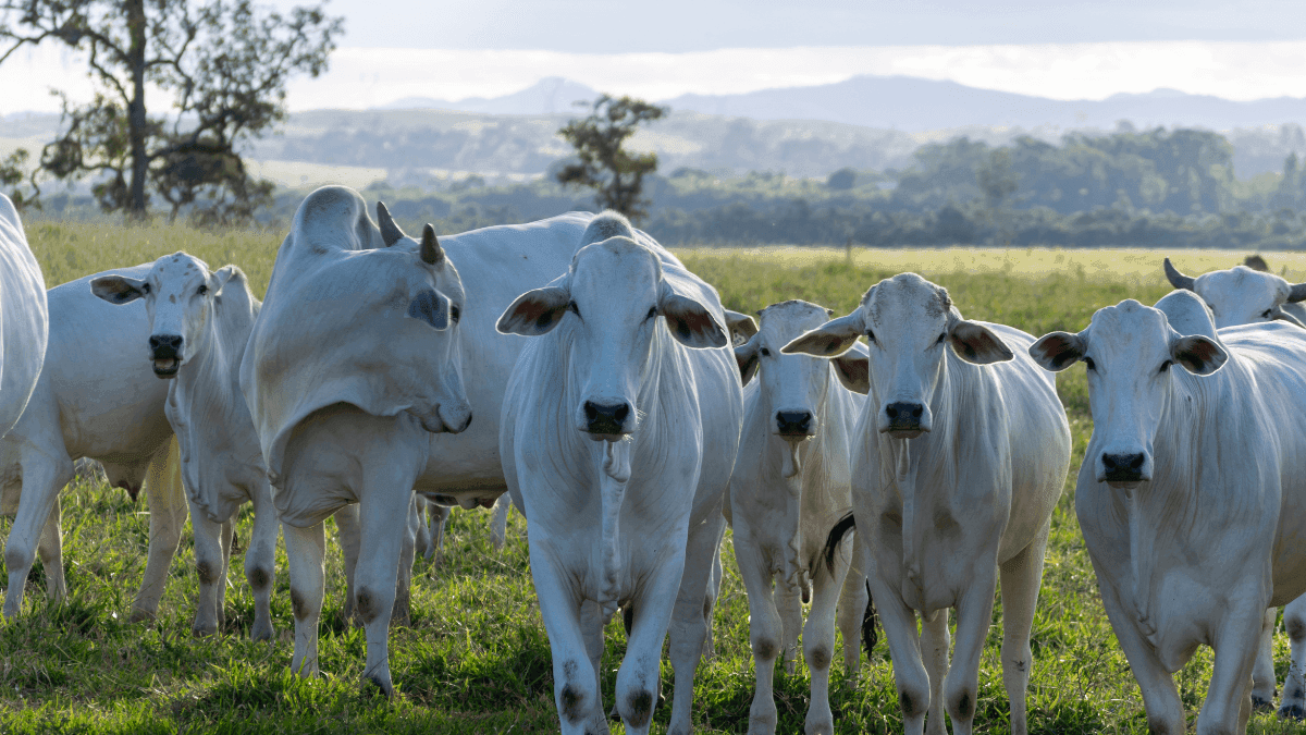 Produtos atípicos da pecuária nacional ganham mercados internacionais