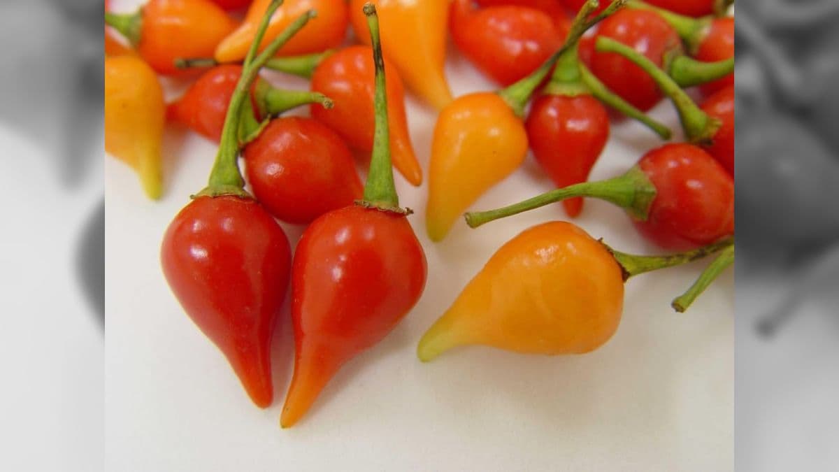 Pimenta biquinho vira creme que chega a custar R$ 13 mil o quilo