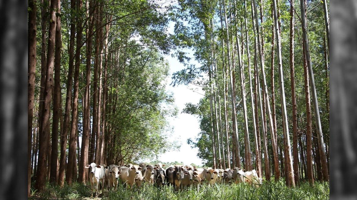 Estudo do MapBiomas aponta que as pastagens no Brasil estão mais saudáveis