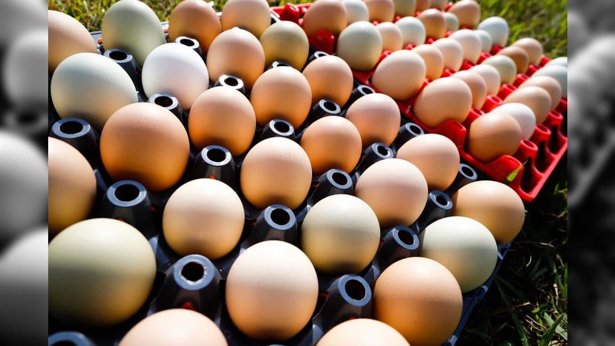 Gigante dos ovos no Brasil começa expansão nos Estados Unidos