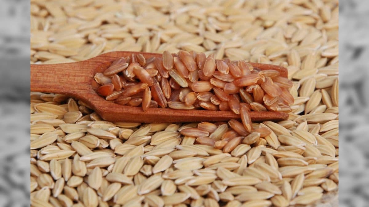 Preços do arroz devem continuar em queda
