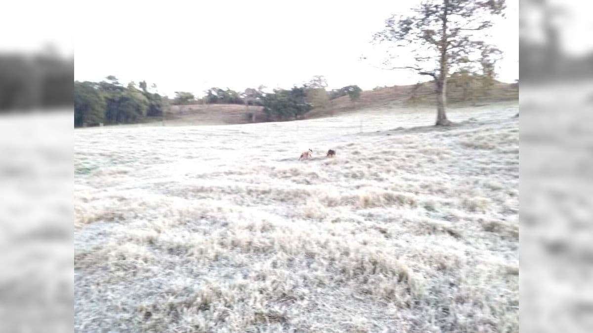 Massa de ar frio provoca geadas na região sul