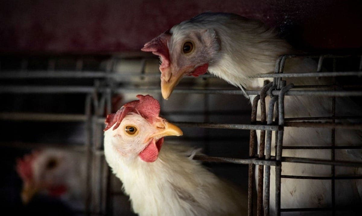 Aves podem ter até torcicolo quando contaminadas pelo vírus H5N1