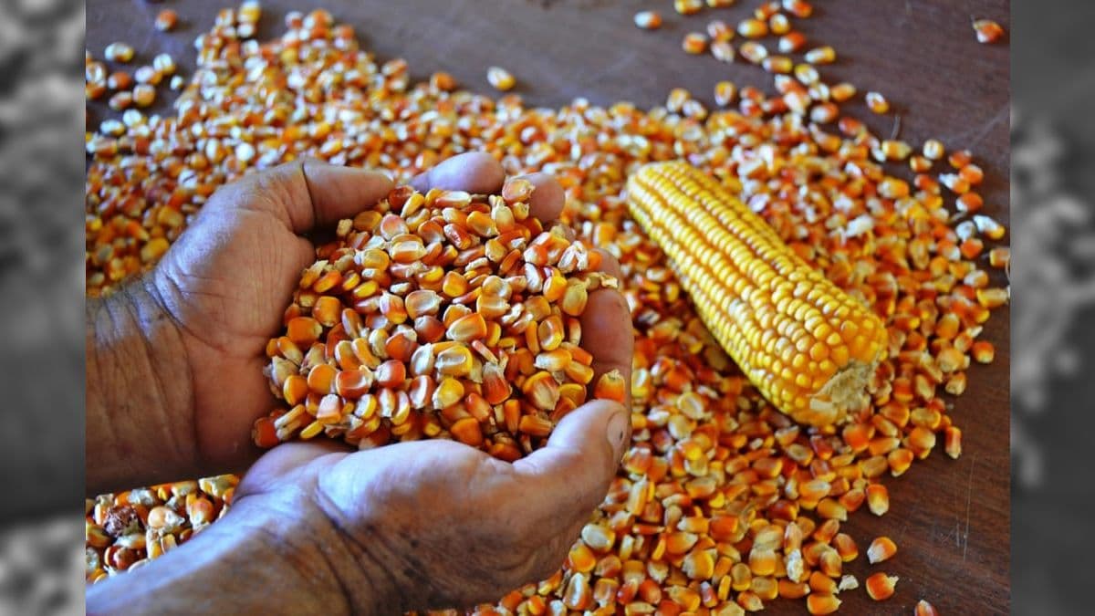 A produção total de milho no Brasil pode chegar a 140 milhões de toneladas