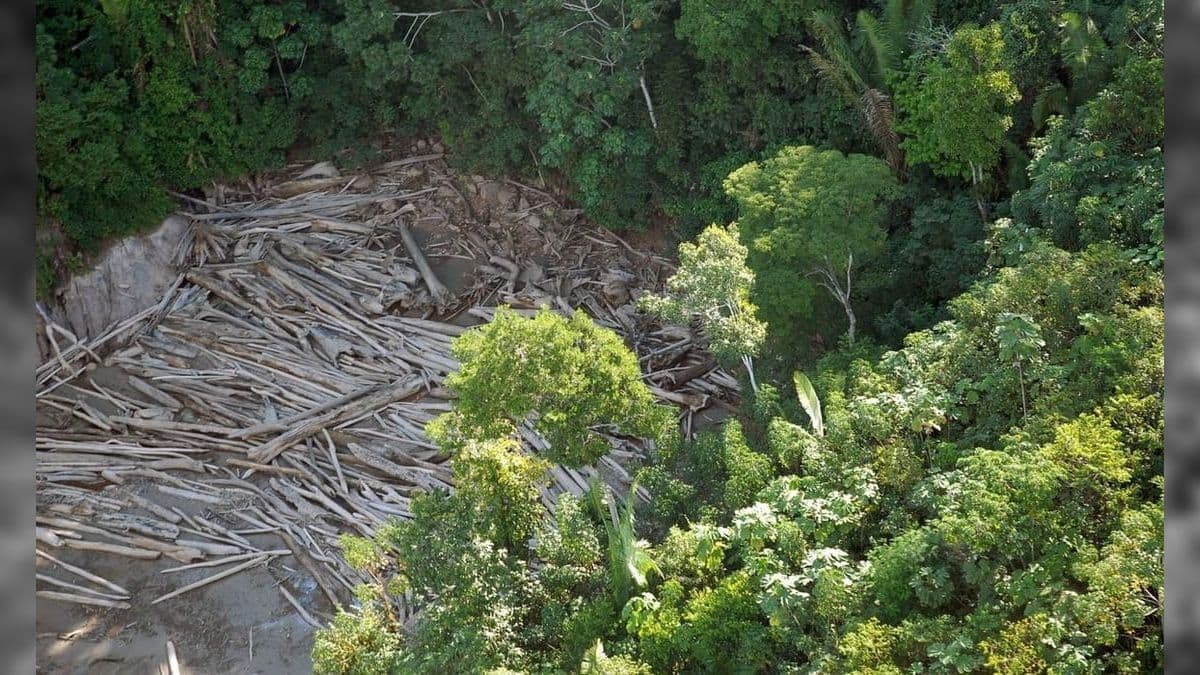 Pará lidera desmatamento na Amazônia Legal
