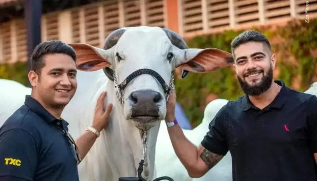 Dupla sertaneja Henrique e Juliano possui vacas milionárias