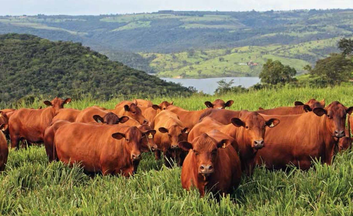 Embrapa cria protocolo sustentável para a pecuária, que vai do campo ao frigorífico