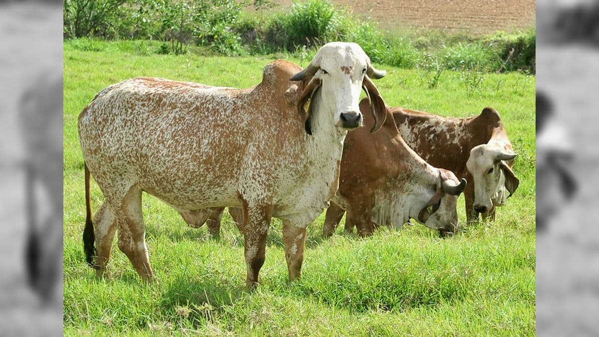 Agricultura e pecuária podem dar muito dinheiro, mas produtor tem que arriscar