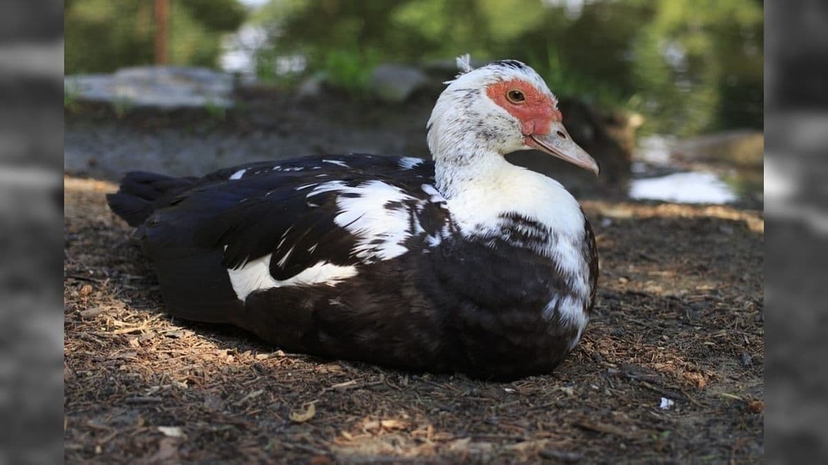 Morte de cisnes e patos é investigada