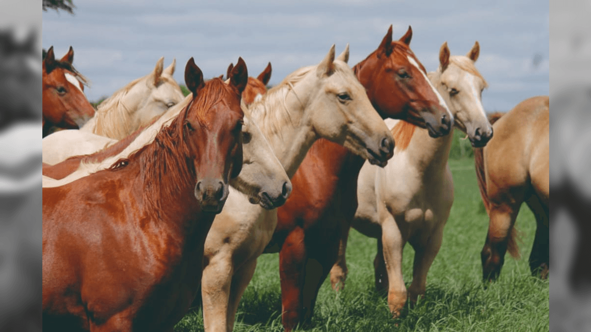 Todos os produtos da empresa são suspensos após mortes de cavalos