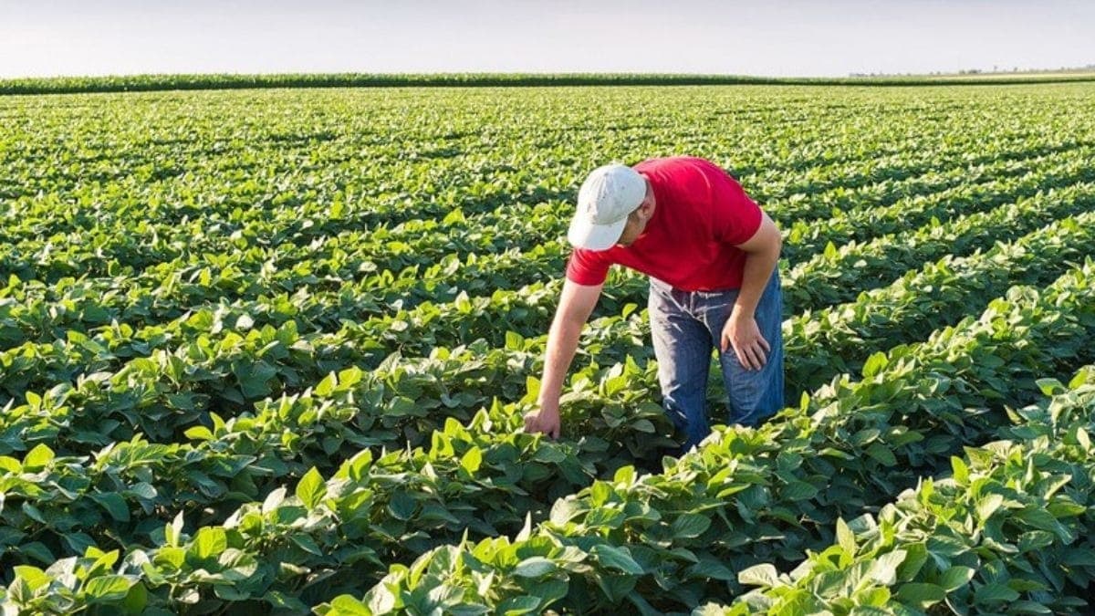 Maiores tomadores de crédito rural são os agricultores familiares, mostra levantamento