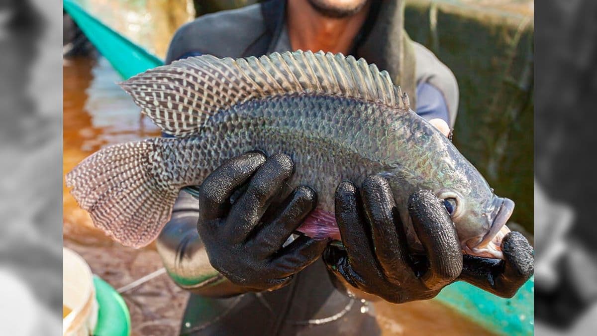 Tilápia-do-Nilo é o peixe mais produzido no país e a principal espécie da aquicultura nacional