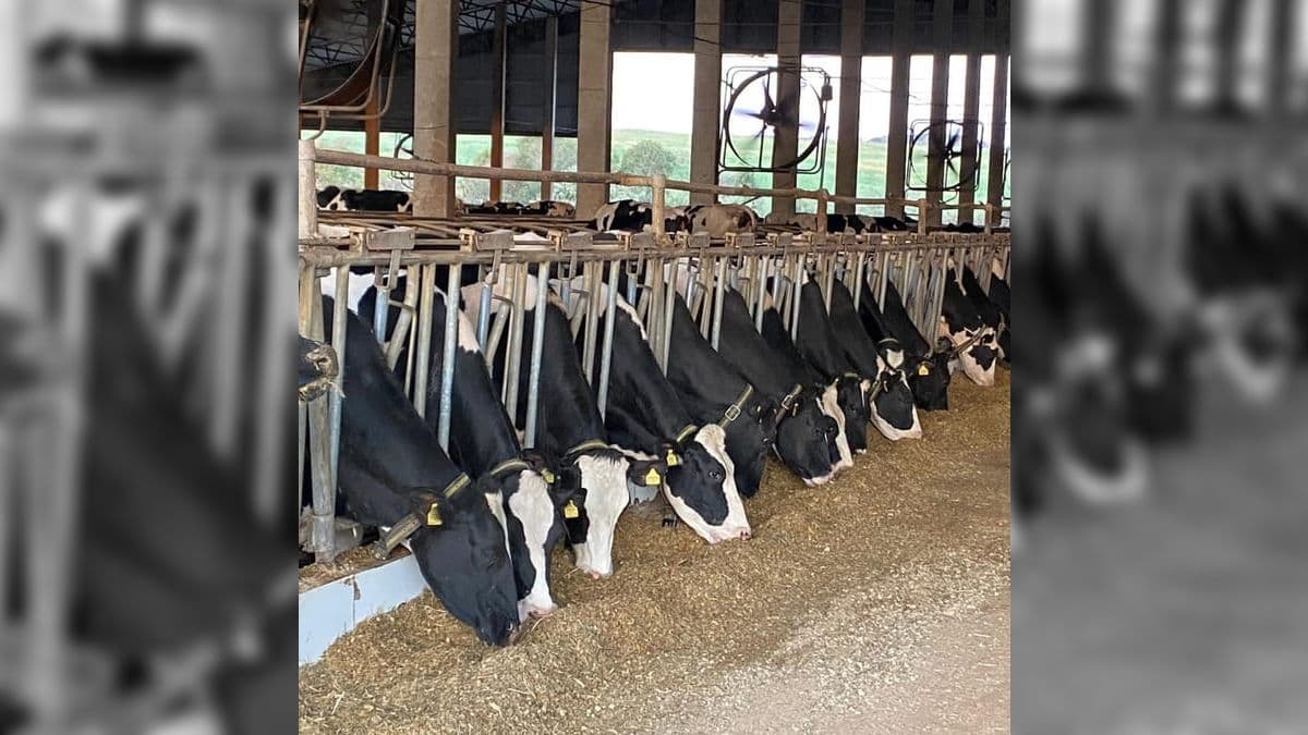 Calor intenso traz riscos à animais