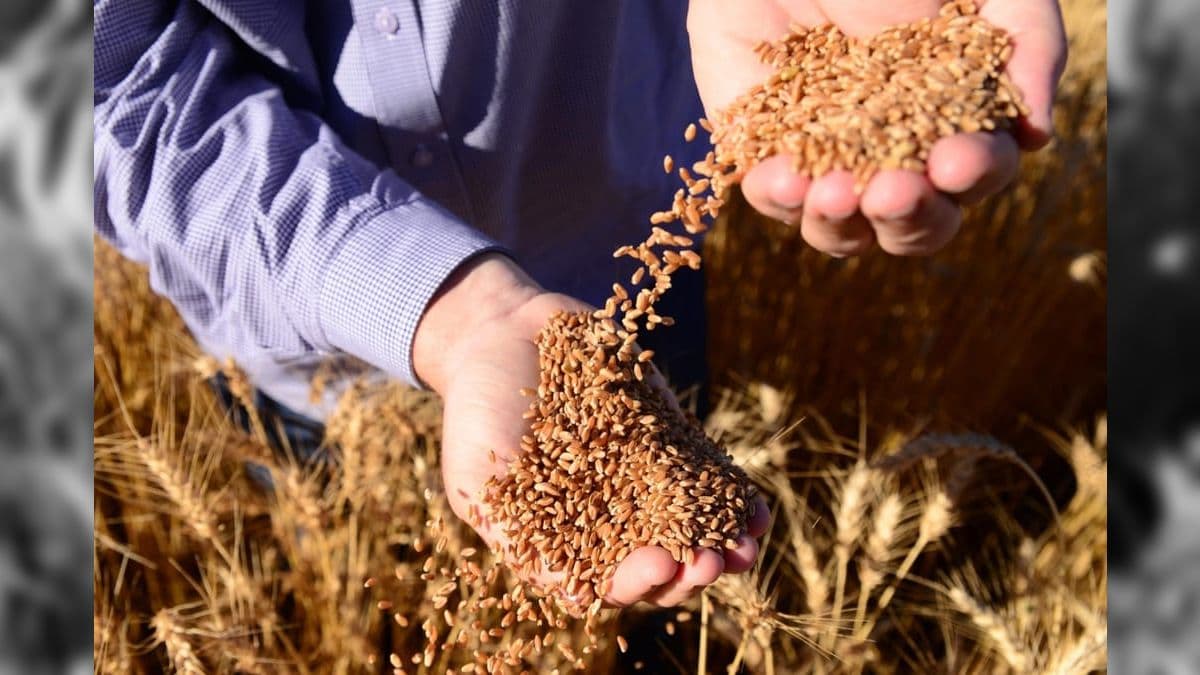 Banco Central estima que a dívida do agro gire em torno de R$ 140 bilhões