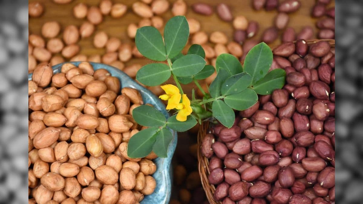 Produtos não tradicionais, como o amendoim, ajudaram a aumentar as exportações